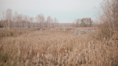 Geniş Sonbahar Bataklığı Uzun Sazlıklar ve Çıplak Birch Siluetleri, Uzak Gölet Yansıyan Bulutlu Gökyüzü. - Evet. Medya