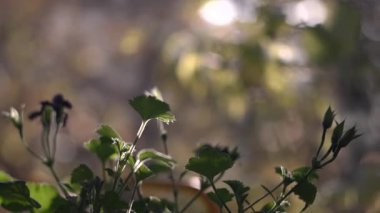 Yeşil Yapraklar ve Tomurcuklar, Yumuşak Altın Bokeh, Hafif Rimlight, Sığ Derinlik, Huzur Bahçesi. Medya