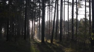 Güneş Işığı Çam Ormanı Sabah Işıkları Uzun Sandıklardan Süzülüyor Yumuşak Sis ve Uzun Gölgeler Yaratılıyor. Medya