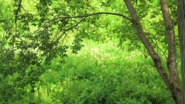 Yoğun yeşil çalılık ve kavisli ağaç dallarıyla kaplı güneş ışığı, yapraklar üzerinde benekli, sükunet. Kırp