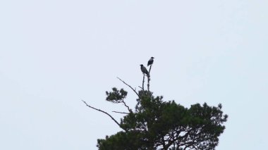 Pine Crown 'a tünemiş tek bir Raptor, Soluk Gök' e Karşı Stark Silueti, Uyanık Duruş Tarayıcı Uzağı. Medya