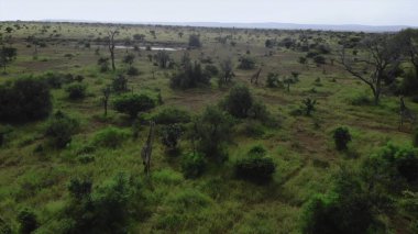 Dağınık ağaçlarla hava manzarası açık, insansız hava aracı otlaklar ve uzak su birikintilerinde süzülüyor.