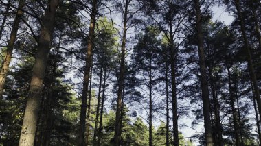 Kameralar uzun çam ağaçlarının taçlarından güneşli bir günde orman zemininde bir patikaya kayıyor.