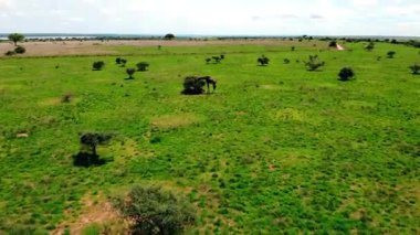 Hava manzaralı yalnız zürafa Verdant Savanna 'yı otlatıyor Küçük ağaçlarla benekli, Yavaş Gezinti Hareketi. Medya