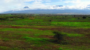 Önplanda Yalnız Ağacın Olduğu Yuvarlanan Yeşil Alanlar, Özel Geniş Hava Kompozisyonu Ekme Sıralarını Gösteriyor. Medya