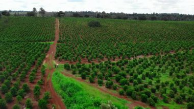 Hava manzaralı palmiye ağaçları kırmızı kirle bölünmüş küçük su birikintisine, üniforma tohumlarına ve bakımına açılıyor. Medya