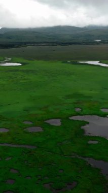 Uçan insansız hava aracı engin yeşil bir bataklık üzerinde uçarken nehirler ve dağlarla birlikte. Medya