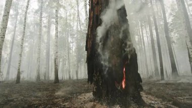 Dumanı tüten Antik Çam Yangının Ortasında Kırmızı Kor Işığı ve Yükselen Duman, Geniş Orman Görünümü. Menkul Kıymetler