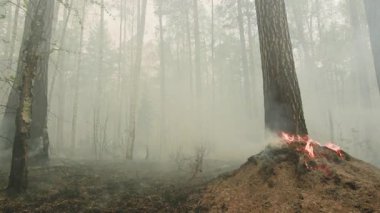 Ağaçta yanan kökler, sönük alevler, kalın duman, çamların arasından sızan sisli ışık, Ember. Menkul Kıymetler