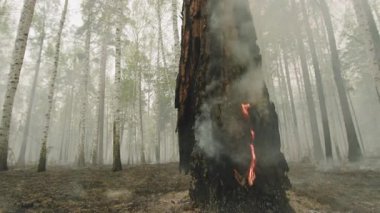 Yanan Ağaç Gövdesi, Yanan Ağaç Kabuğu ve Dikey Duman Plume, Yanmış Çürük Portakal Ember, Menkul Kıymetler