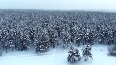 Karlı Orman Ormanı 'ndaki İHA' lar, Çam ağaçlarıyla çevrili açık araziler, görülebilir izler ve desenli kar, sessizlik. Medya