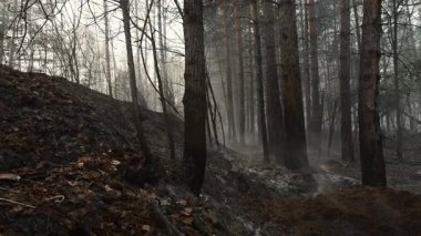 Kavrulmuş yamaçlı dumanlı bir dağ geçidi ve ince bir sis bulutu içinde sürüklenen bir yaprak çöpü, kömürleşmiş bir ateş sonrası manzara. Borsa klipsi