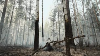 Yanmış Birch Ormanı 'nda yanan bir kütük sürüklenen duman ve küllü zemin, ateşin sessiz neticesi. Borsa klipsi