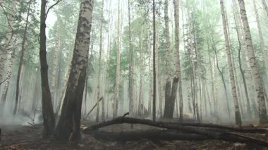 Şafakta Birch Ormanı, Uzun Sandıklar Arasında Yumuşak Sis, Rutubetli Yaprak Kiri Üzerine Düşen Kütükler, Soluk Yeşil. Borsa klipsi
