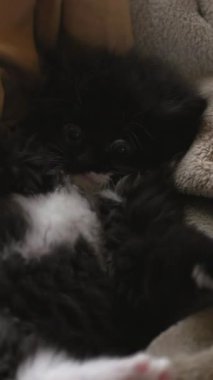 Smokinli kedi göbeği kanepede sallanan patiler ve pembe pedler yumuşak bir şekilde yuvarlanıp geriniyor. Medya