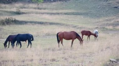 Çayırda otlayan üç at kahverengi karabasan ve tay ve siyah arkadaş yamaçta yuvarlanıyor. Yaratıcı