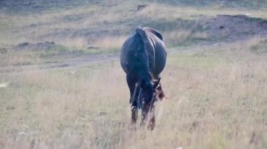 Tek bir Siyah At Kameraya Doğru Yürüyor Haltered Hayvan Rüzgarlı Otlakta Hareket Ediyor, Başı Alçaltılmış. Yaratıcı