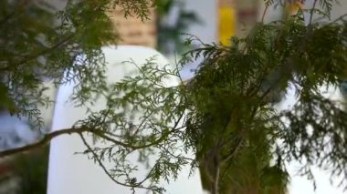 Closeup Evergreen Branches Near White Chair, Softfocus Brick Loft Background, Delicate Foliage Swaying. Media