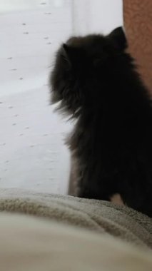 Curtain 'ın Dışında İzleyen Meraklı Smokin Kedicik, Yayılmış Işığa Karşı Yumuşak Silüet, Özenli Bakış. Medya