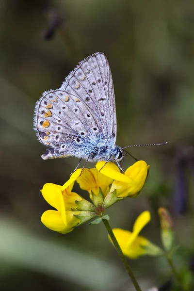 Papillon bleu sur une fleur jaune sauvage — Photo