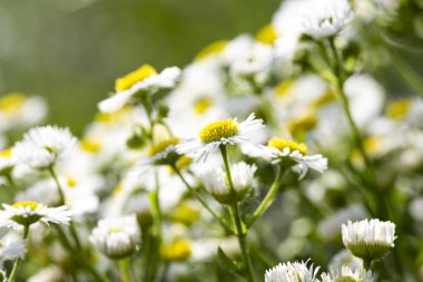 Yeşil arkaplanda beyaz papatya çayı
