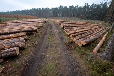 Taze kesilmiş ağaçlar. Işınlama için kayıtlar hazır. Sonbahar mevsimi.