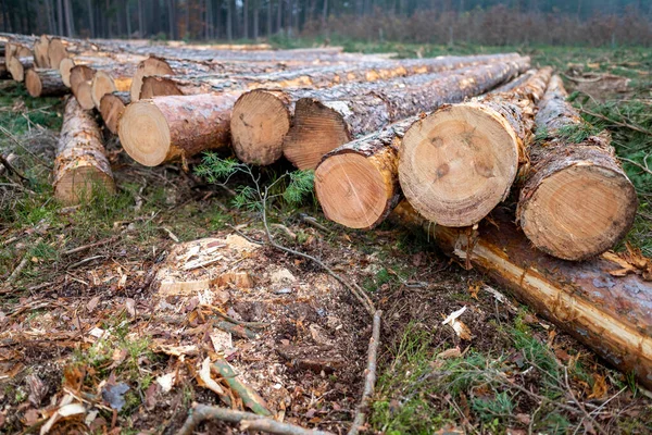 Gestapelte Frisch Gefällte Bäume Für Den Transport Vorbereitete Baumstämme Herbstzeit — Stockfoto