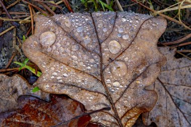 Bir meşe yaprağına su damlıyor. Eski yaprakların üzerinde sabah çiği. Sonbahar mevsimi.