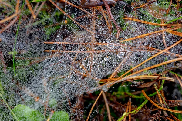 Dew Drops Suspended Delicate Spider Web Morning Dew Spider Web — Stock Photo, Image