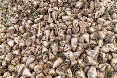 Sahada bir yığın şeker pancarı. Sonbaharda tarladan hasat edilecek, ihracat için hazırlanacak. Sonbahar mevsimi.
