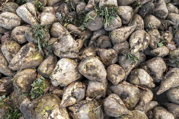 Setumpuk Bit Gula Lapangan Panen Dipanen Dari Ladang Musim Gugur — Stok Foto