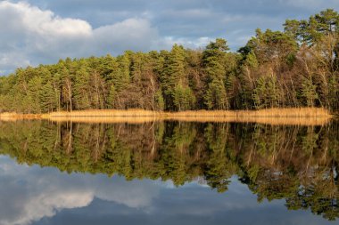 Gölün kıyılarında büyüyen ağaçlar. Su yüzeyindeki ağaç taçlarının yansıması. Sonbahar mevsimi.