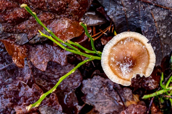 Pequeñas Tapas Venenosas Champiñones Vegetación Del Bosque Está Cubierta Rocío —  Fotos de Stock