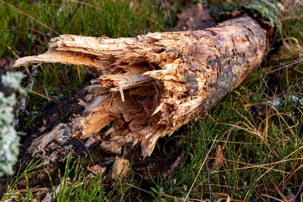 Rotten Trunk Fallen Old Tree Log Wood Forest Autumn Season — Stock Photo, Image