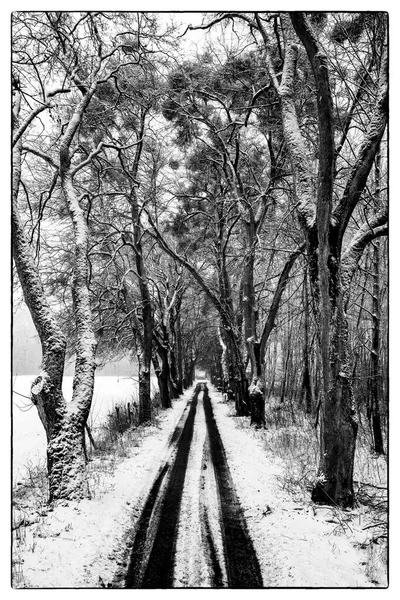 Asfaltweg Bedekt Met Sneeuw Die Door Het Bos Leidt Winterlandschap — Stockfoto