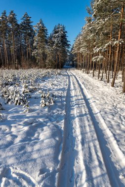 Ormana giden karla kaplı yol. Orta Avrupa 'da ağaç dallarında kar. Kış mevsimi.