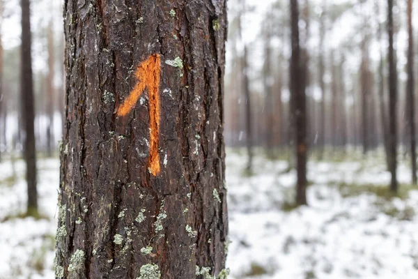 数字标识画在针叶树的树皮上 森林工人留下的痕迹 — 图库照片