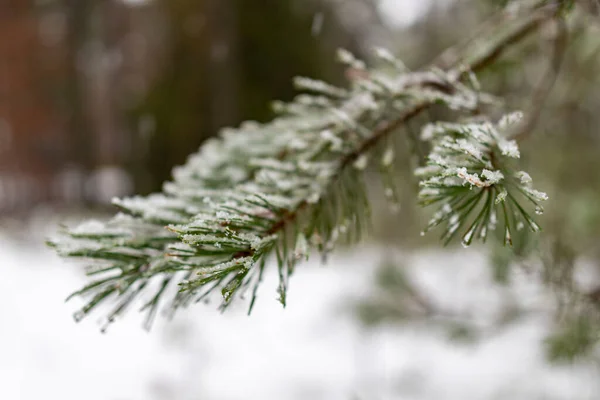 Pine Needles Covered Wet Snow Coniferous Tree Branches Covered Snow — Stock Photo, Image