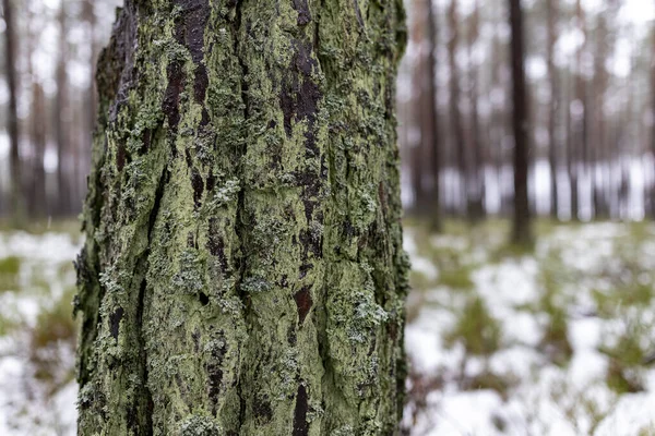 生长在森林里的松树树干 覆盖着针叶树树干的树皮 — 图库照片