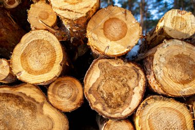 Kütüğün yüzü istiflenmişti. Orta Avrupa 'da ormanların yok edilmesi. Kış mevsimi.