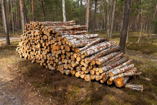 Uma Pilha Madeira Disposta Longo Uma Estrada Florestal Madeira Preparada — Fotografia de Stock