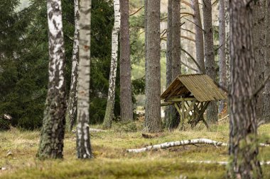 Ormanda duran ahşap boş beslenme rafı. Vahşi hayvanlar için beslenme yeri. Bahar mevsimi.