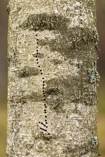 树干上布满了树皮甲虫 腐烂的针叶树 春季季节 — 图库照片