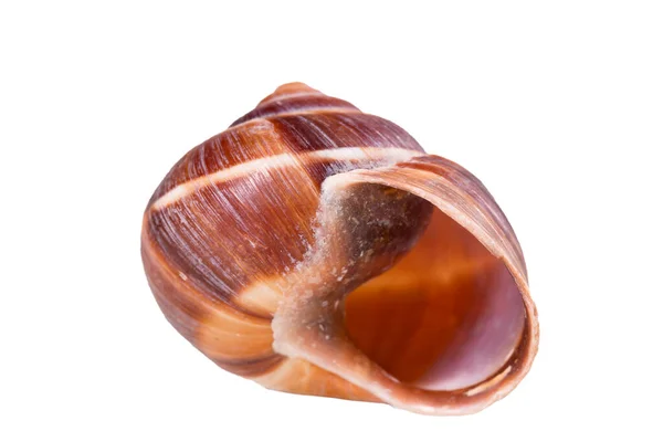 Empty Vine Snail Shell Shell Protects Swordfish Weather Isolated Background — Zdjęcie stockowe