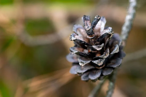 Dry pine cone. Top view of the pine cone. Spring season.