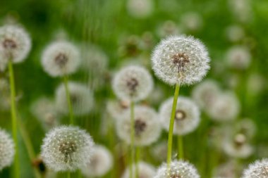 Çayırda büyüyen karahindiba. Tohumları rüzgârla taşınan bir bitki. Bahar mevsimi.