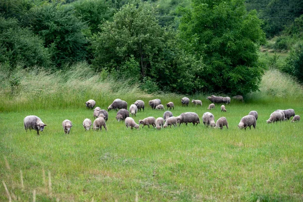 Lampaat Laiduntavat Vihreällä Niityllä Maaseudun Kotitalouksissa Pidettävät Eläimet Kesäkausi — kuvapankkivalokuva