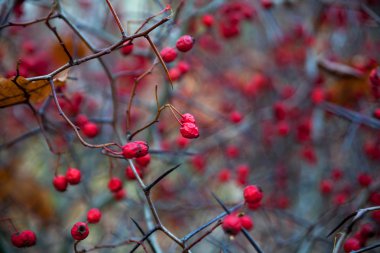 Hawthorn berries in autumn clipart
