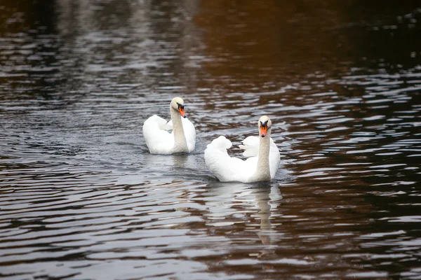 Pair of swans — Stock Photo, Image