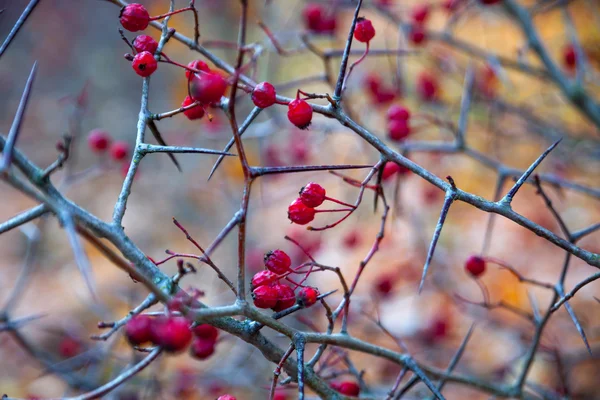 Hawthorn berries in autumn — Stock Photo, Image